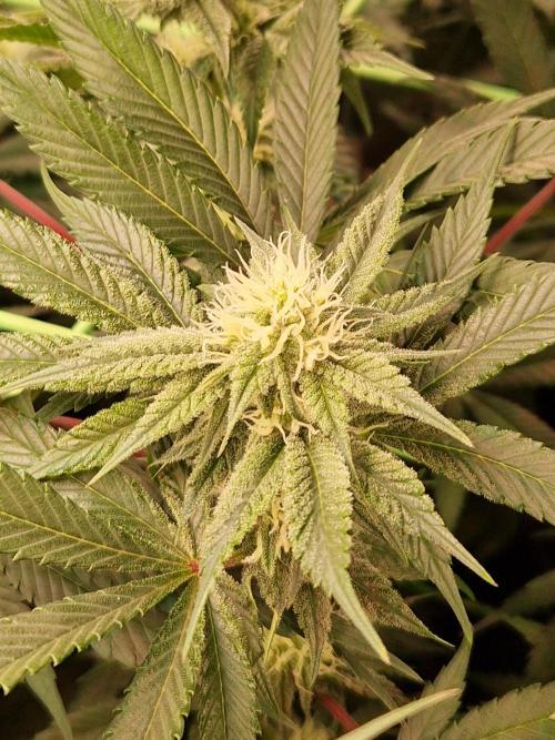 Permanent Melons. Week 14 - 02.11.25 