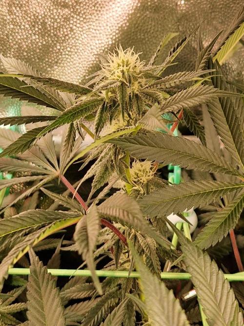 Permanent Melons. Week 14 - 02.11.25 