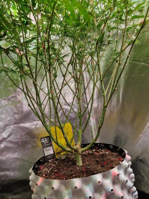 Permanent Melons. Week 14 - 02.11.25