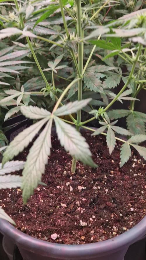 CBD 20:1 Auto