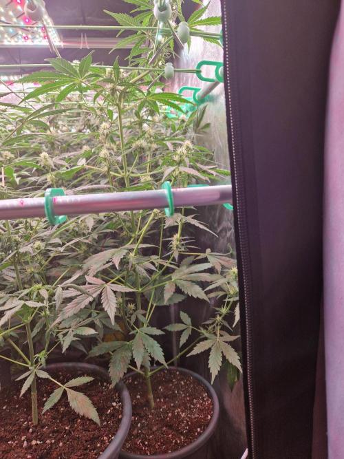 Gorilla Z Auto. Week 7 - 02.11.25