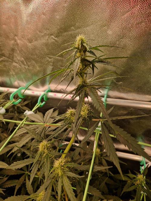 Gorilla Z Auto. Week 7 - 02.11.25
