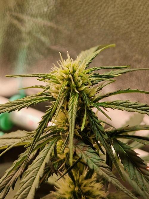 Gorilla Z Auto. Week 7 - 02.11.25