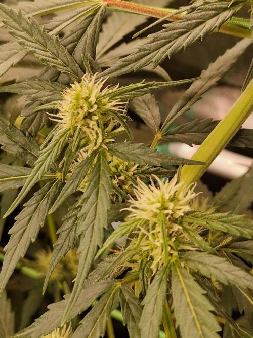 Gorilla Z Auto. Week 7 - 02.11.25 