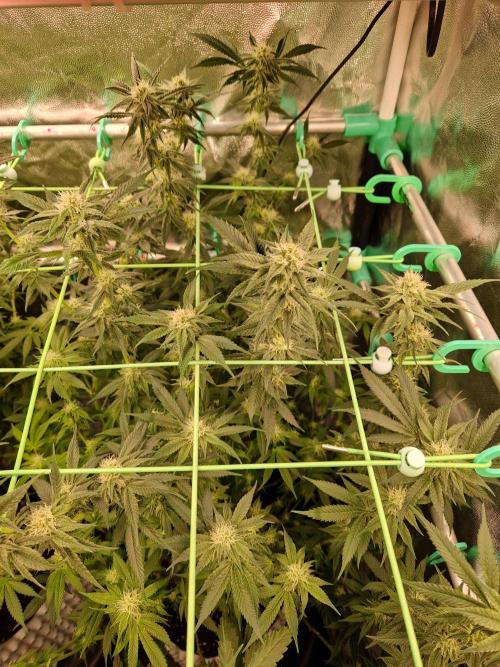 Permanent Melons. Week 14 - 03.11.25 