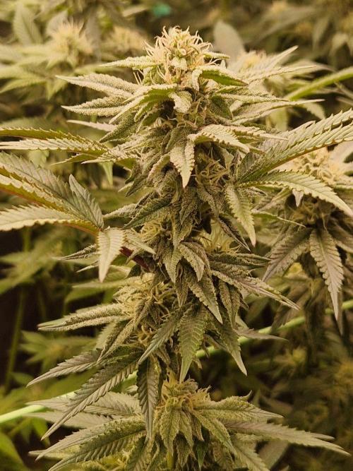 Pink Honey. Week 15 - 07.11.25 