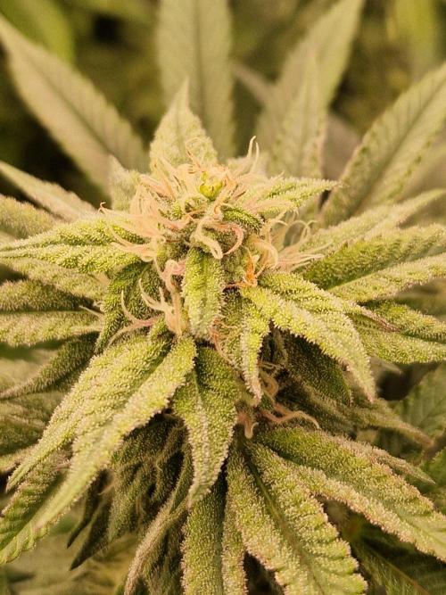 Pink Honey. Week 15 - 07.11.25 