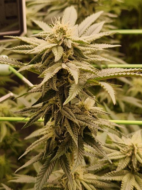 Pink Honey. Week 15 - 07.11.25 