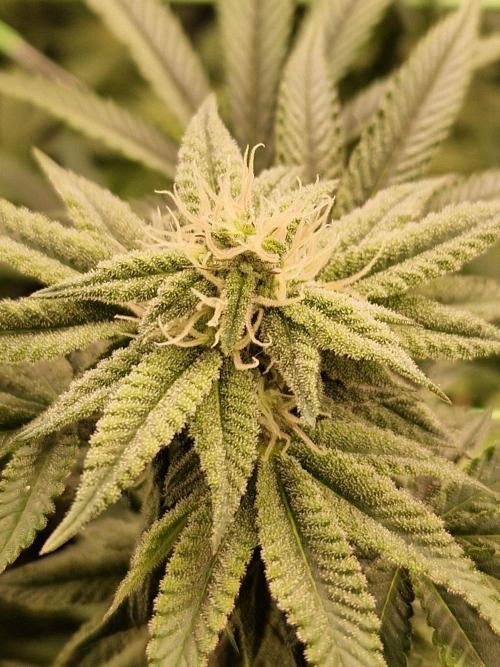 Pink Honey. Week 15 - 07.11.25 