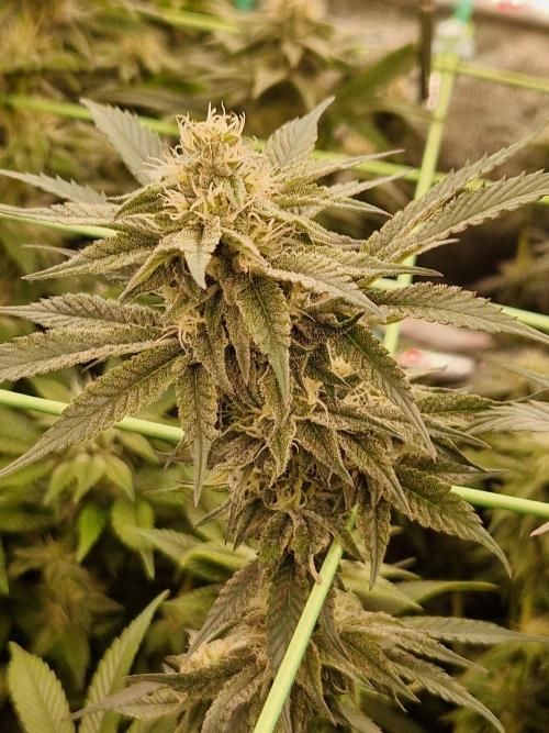 Permanent Melons. Week 15 - 07.11.25