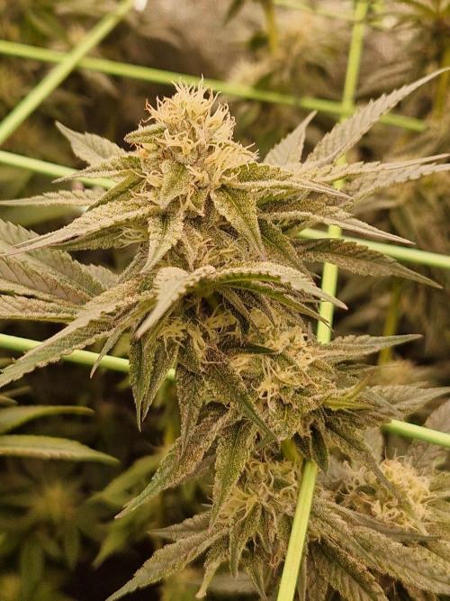 Permanent Melons. Week 15 - 07.11.25 