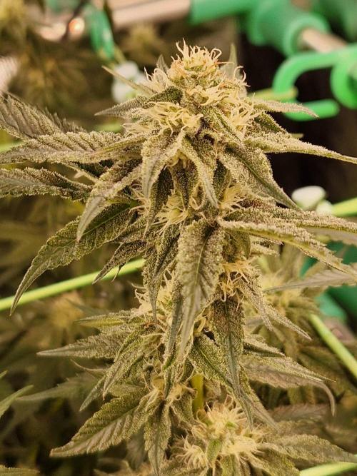 Permanent Melons. Week 15 - 07.11.25 