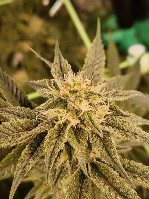 Permanent Melons. Week 15 - 07.11.25 