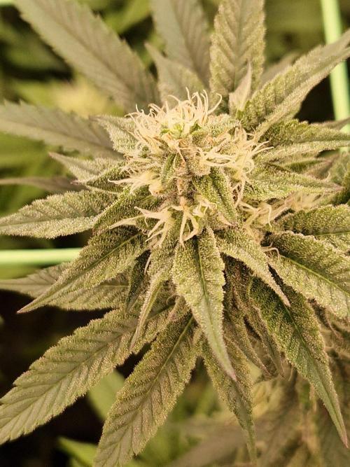 Permanent Melons. Week 15 - 07.11.25 