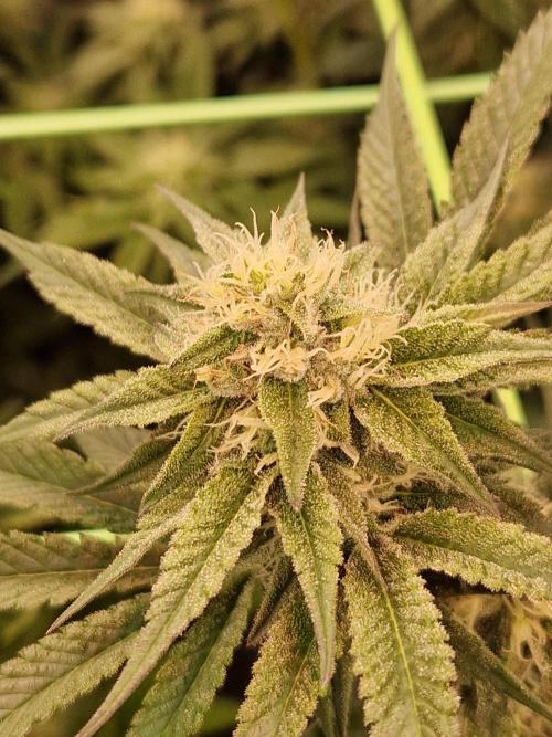 Permanent Melons. Week 15 - 07.11.25 