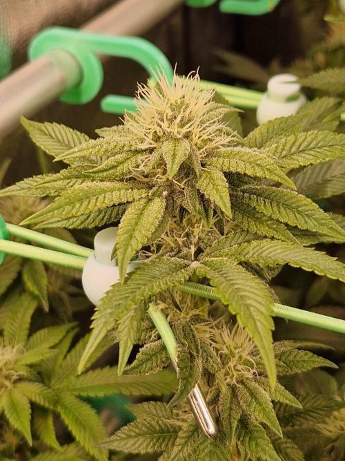 Straw Limez. Week 16 - 07.11.25 