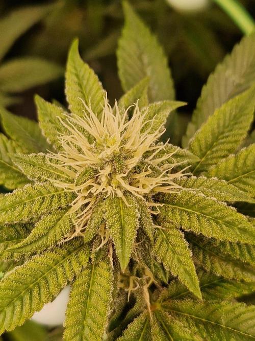 Straw Limez. Week 16 - 07.11.25 