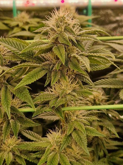 Straw Limez. Week 16 - 07.11.25 