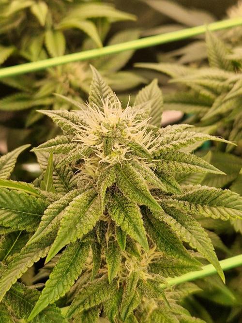 Straw Limez. Week 16 - 07.11.25 