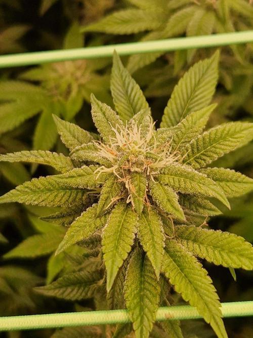 Straw Limez. Week 16 - 07.11.25 