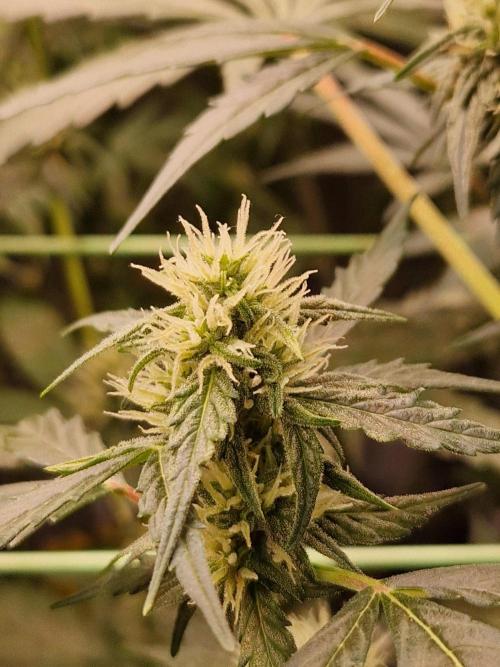 Gorilla Z Auto. Week 8 - 07.11.25 