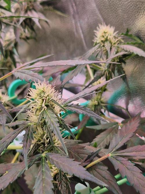 Gorilla Z Auto. Week 8 - 07.11.25 