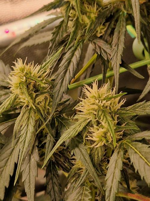 Gorilla Z Auto. Week 8 - 07.11.25 