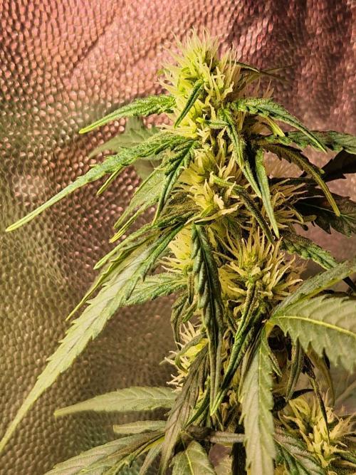 Gorilla Z Auto. Week 8 - 07.11.25 