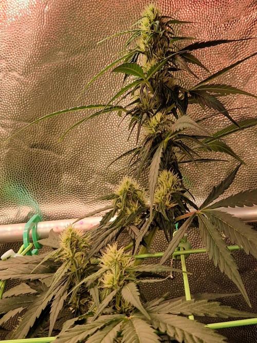 Gorilla Z Auto. Week 8 - 07.11.25 