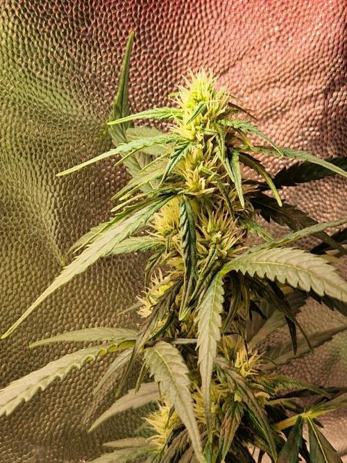 Gorilla Z Auto. Week 8 - 07.11.25