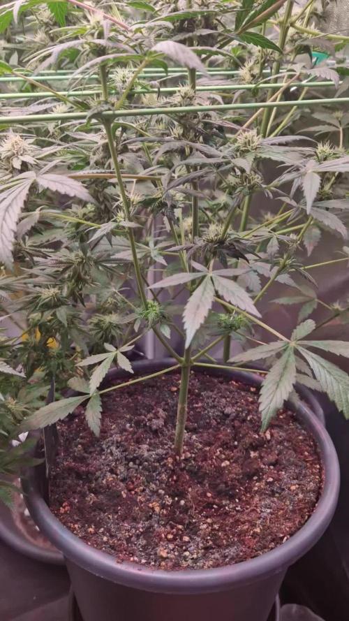 CBD 20:1 Auto