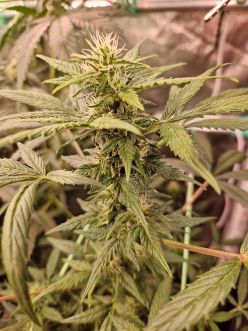 CBD 20:1 Auto. Week 7