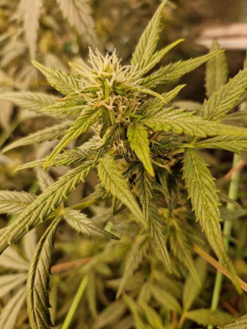 CBD 20:1 Auto. Week 7