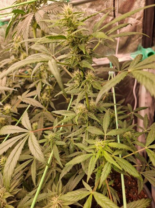 CBD 20:1 Auto. Week 7