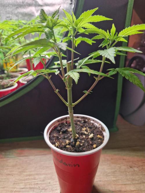 Lemon Mandarin. Week 7 - 07.11.25 