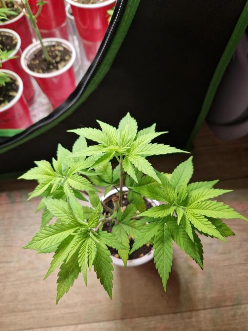 Lemon Mandarin. Week 7 - 07.11.25 