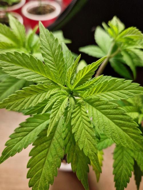 Lemon Mandarin. Week 7 - 07.11.25 