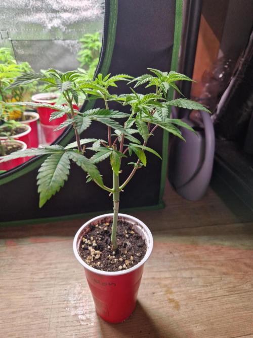 Gorilla Melon. Week 7 - 07.11.25 