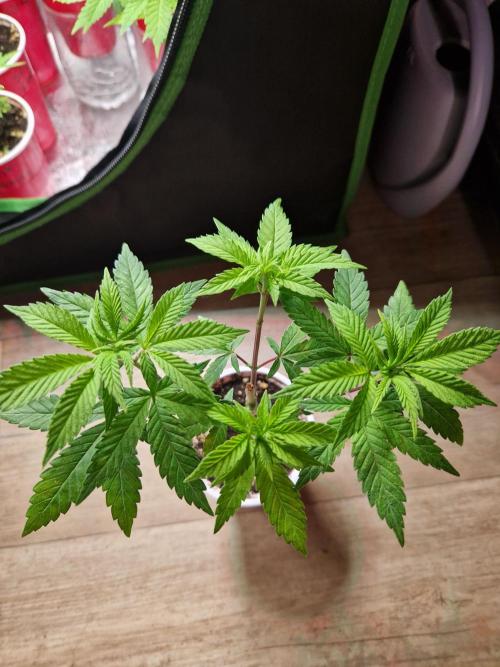 Gorilla Melon. Week 7 - 07.11.25 