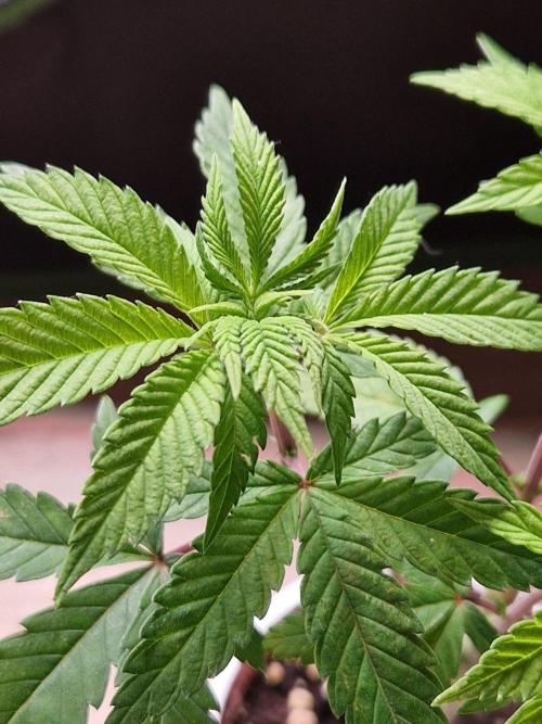 Gorilla Melon. Week 7 - 07.11.25 