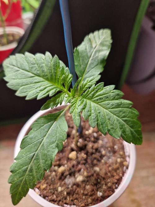 Enemy of the State. Week 3 - 07.11.25 