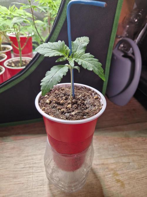 Enemy of the State. Week 3 - 07.11.25 