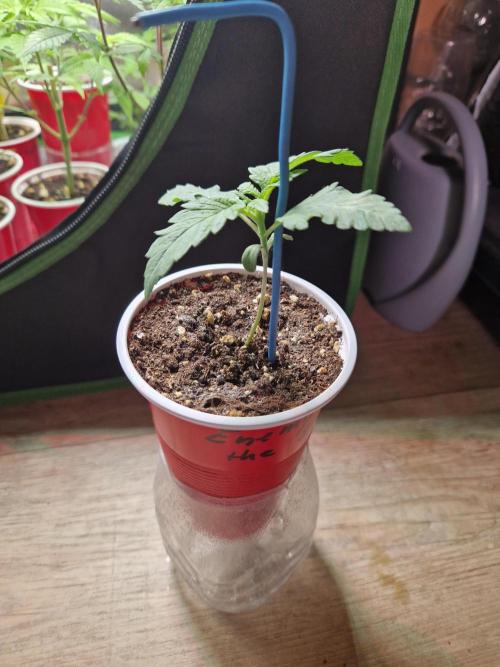 Enemy of the State. Week 3 - 07.11.25 