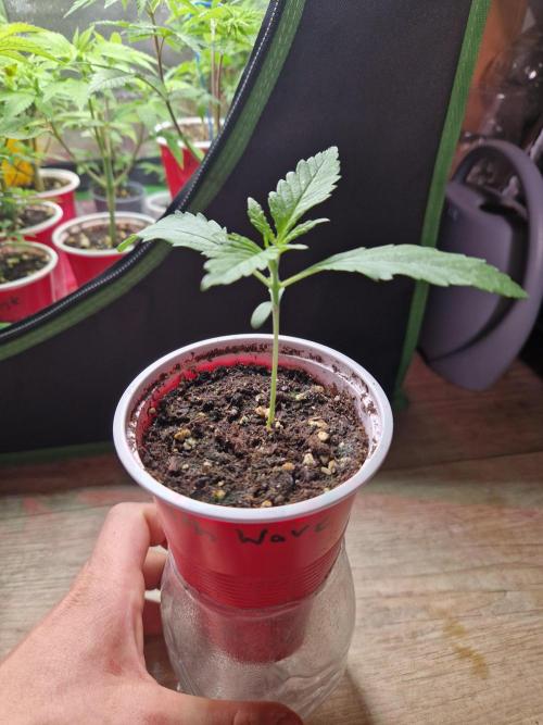 7th Wave. Week 3 - 07.11.25