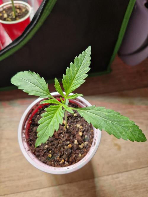 7th Wave. Week 3 - 07.11.25