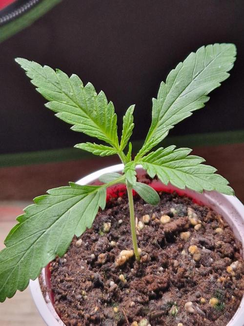 7th Wave. Week 3 - 07.11.25