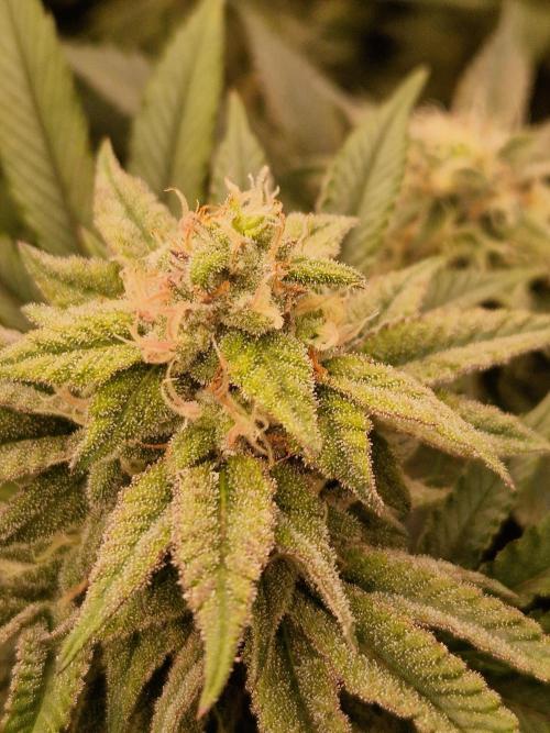 Pink Honey. Week 16 - 14.11.25