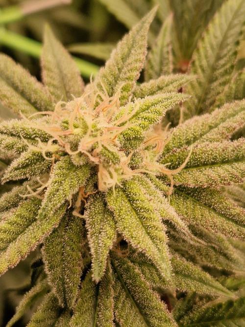 Pink Honey. Week 16 - 14.11.25