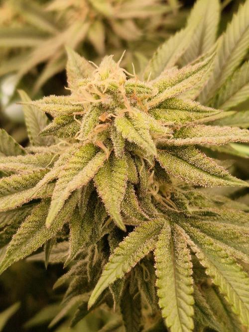 Pink Honey. Week 16 - 14.11.25