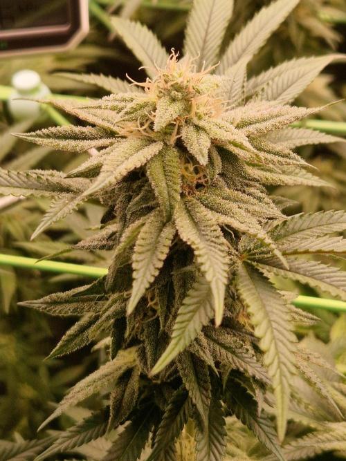 Pink Honey. Week 16 - 14.11.25